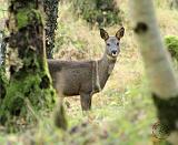 Roe Deer 9Y091D-113